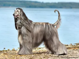 Afghan Hound