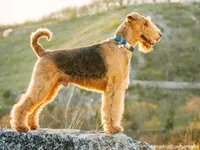 Airedale Terrier