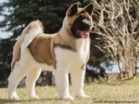 Akita