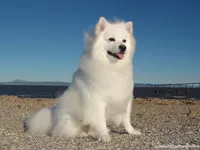 American Eskimo Dog
