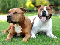 American Staffordshire Terrier