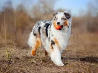 Australian Shepherd