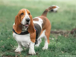Basset Hound