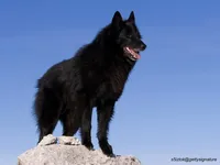 Belgian Sheepdog