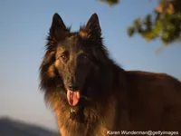 Belgian Tervuren