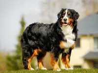 Bernese Mountain Dog
