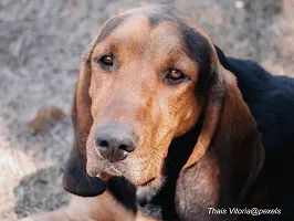 Black & Tan Coonhound