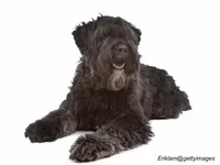Bouvier des Flandres