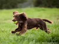 Boykin Spaniel