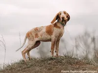Bracco Italiano