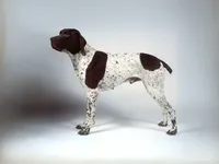 Braque Français Gascogne