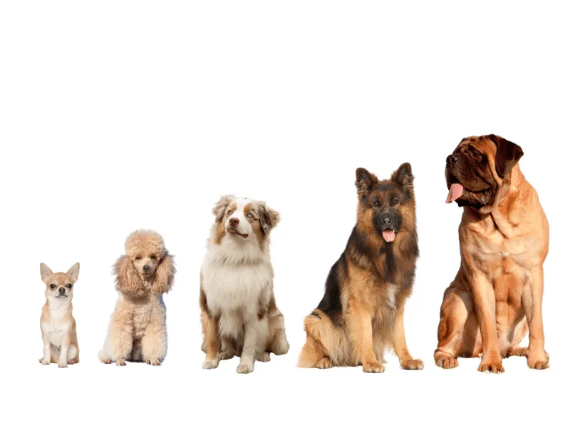 Dogs of various sizes together