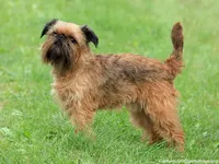 Brussels Griffon