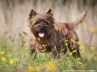 Cairn Terrier