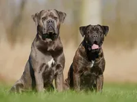 Cane Corso