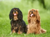 Cavalier King Charles Spaniel