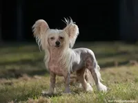 Chinese Crested