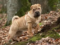 Chinese Shar-Pei