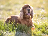 Cocker Spaniel