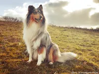 Collie