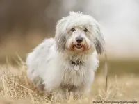 Coton de Tulear