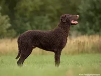 Curly-Coated Retriever
