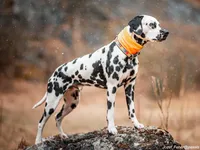 Dalmatian