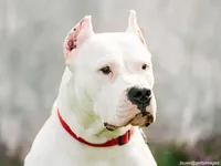 Dogo Argentino