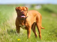 Dogue de Bordeaux