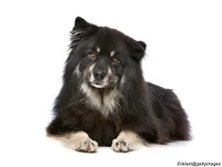 Finnish Lapphund