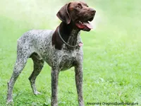 German Short-haired Pointer