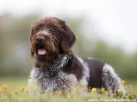 German Wire-haired Pointer