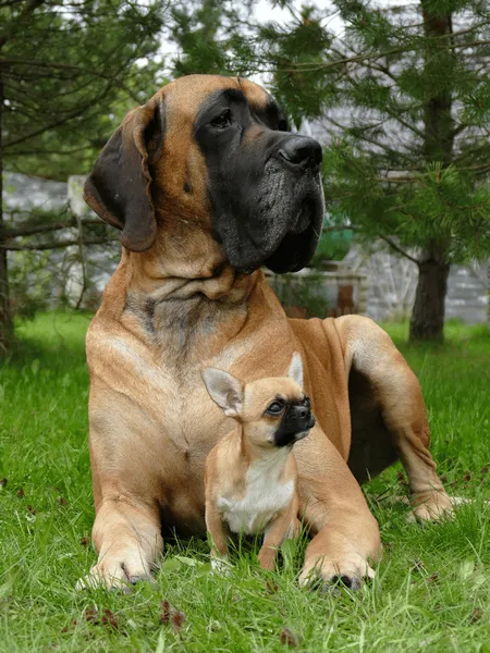 Dogs of different sizes