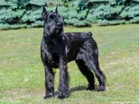 Giant Schnauzer