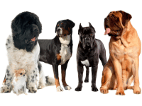 Giant dog breeds: Newfoundland, Greater Swiss Mountain Dog, Cane Corso & Mastiff