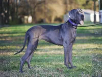 Great Dane