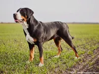 Greater Swiss Mountain Dog