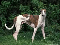 Greyhound