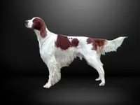 Irish Red and White Setter