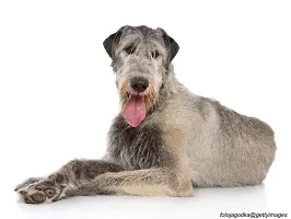 Irish Wolfhound