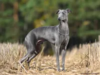 Italian Greyhound