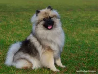 Keeshond