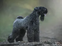 Kerry Blue Terrier