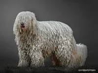 Komondor