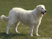 Kuvasz