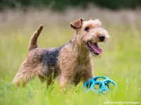 Lakeland Terrier