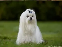 Maltese