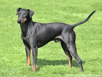 Manchester Terrier
