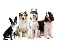 Boston Terrier, Australian Shepherd, Siberian Husky and English Springer Spaniel