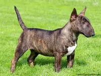Miniature Bull Terrier